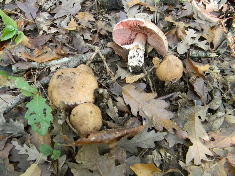 Agaricus fotog.il 15.10.2010.sotto Quercia